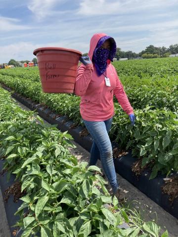 Farm worker carrying a basket.